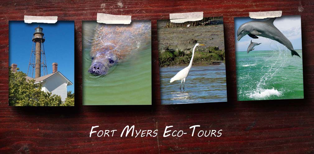 fort myers eco-tours, sanibel island eco tour, fort myers beach eco tours