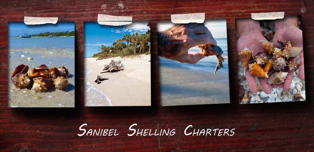 fort myers shelling charters guide, sanibel island shelling charter guide